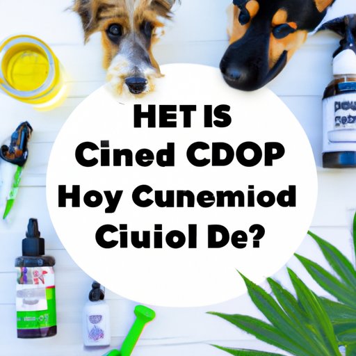 How to Choose the Right CBD Oil for Your Dog