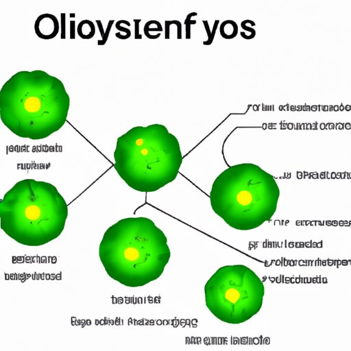 Photosynthesis Demystified: How Plants Create Oxygen