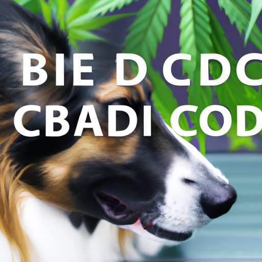 Understanding CBD and its benefits for dogs