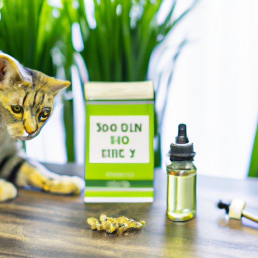 Everything You Need to Know About CBD Oil for Cats