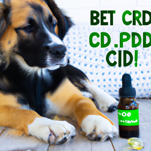 How CBD can Help Your Pup: Understanding the Safety Concerns