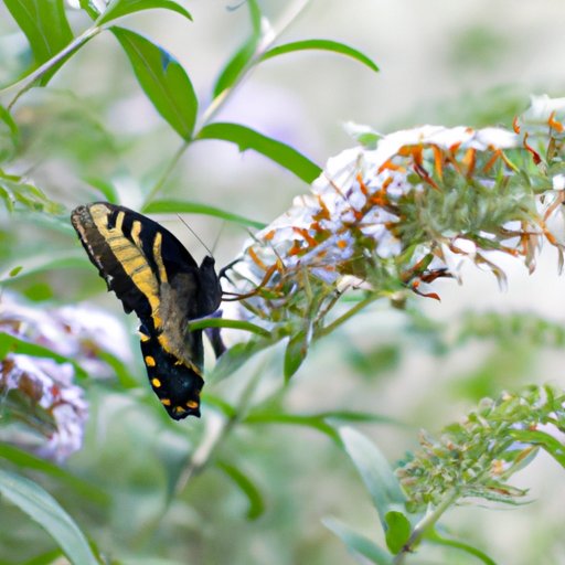 Making the Switch: How to Replace Your Butterfly Bush with Native Alternatives for a Healthier Garden