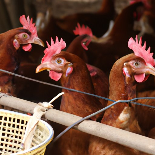 Feeding Habits that Can Reduce Egg Production in Chickens