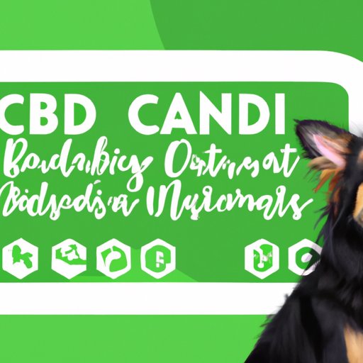 Can I Give My Dog CBD Oil? Everything You Need to Know