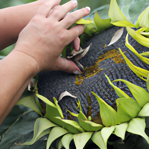 How to Harvest Sunflower Seeds: A Step-by-Step Guide