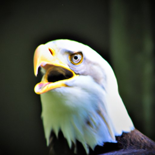 Eagles: The Majestic Birds of Prey