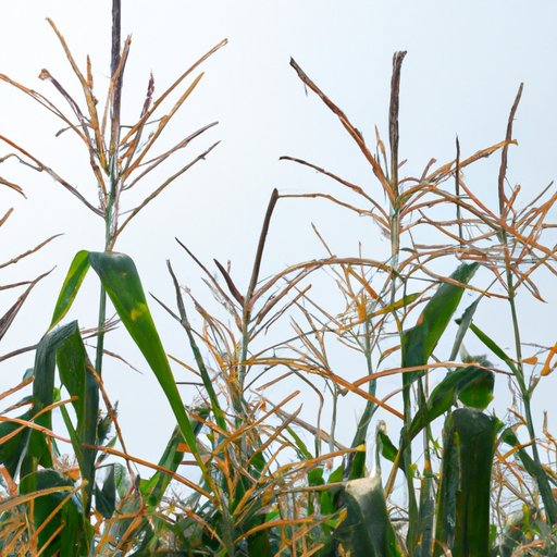 How Many Ears of Corn per Stalk: A Comprehensive Guide to Maximize Corn Yield