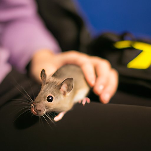 How Many Mice Do You Have If You See One? Debunking the Mouse Myth