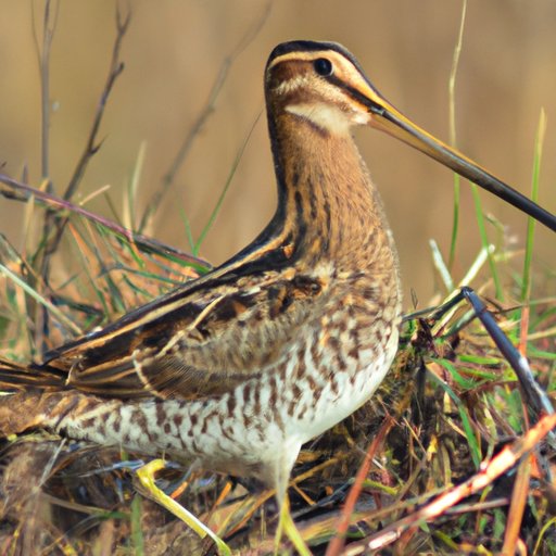 A Beginner’s Guide to Understanding Snipe Hunting: Exploring the History, Methods, and Tricks for a Successful Hunt