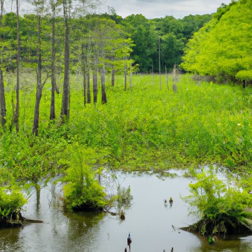 Exploring the Intricacies of Freshwater Wetlands: Unveiling a Unique Wetland Type