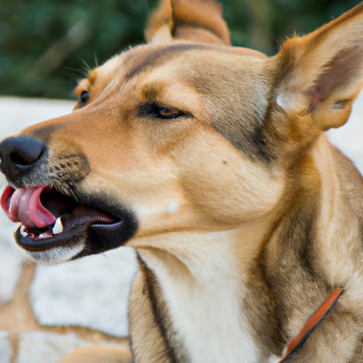 Why Do Dogs Eat Rocks: Understanding the Behavior and How to Prevent It