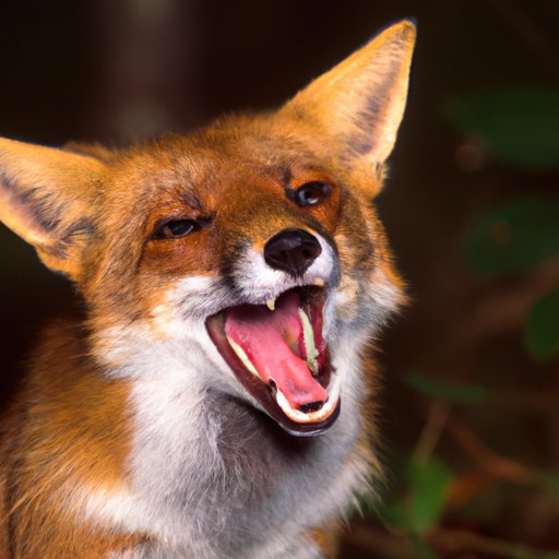 Why Do Foxes Scream? Understanding the Causes, Meanings and Science of Fox Vocal Communication